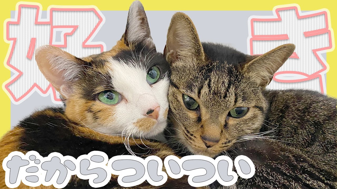 Youtubeの猫動画を愛でる 好きだからついついしつこくしちゃう猫 キジトラ猫と三毛猫 日本猫