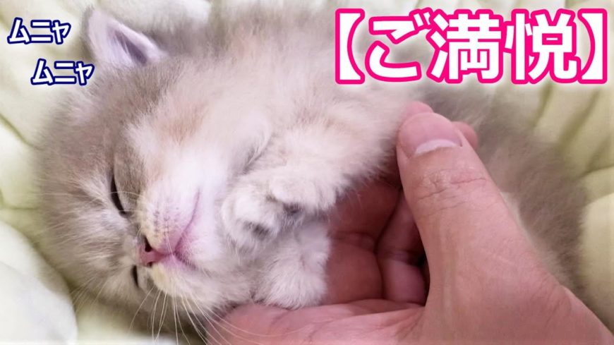 YouTubeの猫動画を愛でる【子猫の成長記録】マンチカンの子猫がご満悦 