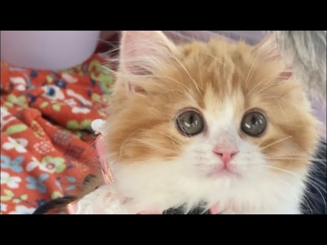 Youtubeの猫動画を愛でる もふもふマンチカン 名前は赤ちゃん Shorts 猫 マンチカン